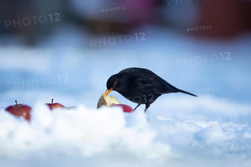 Eurasian blackbird (Turdus merula) adult male garden bird feeding on fruit on a snow covered lawn in winter, England, United Kingdom
