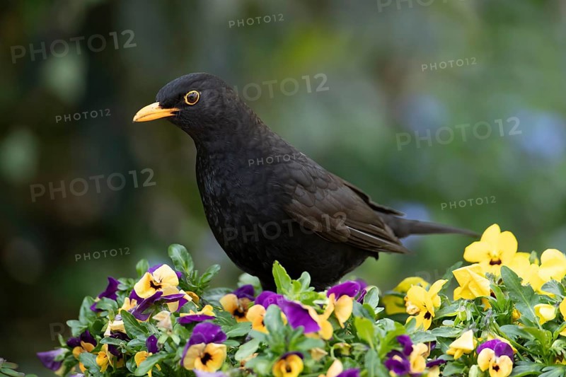 Eurasian blackbird (Turdus merula) adult male garden bird on a planter with flowering Pansy plants in spring, England, United Kingdom