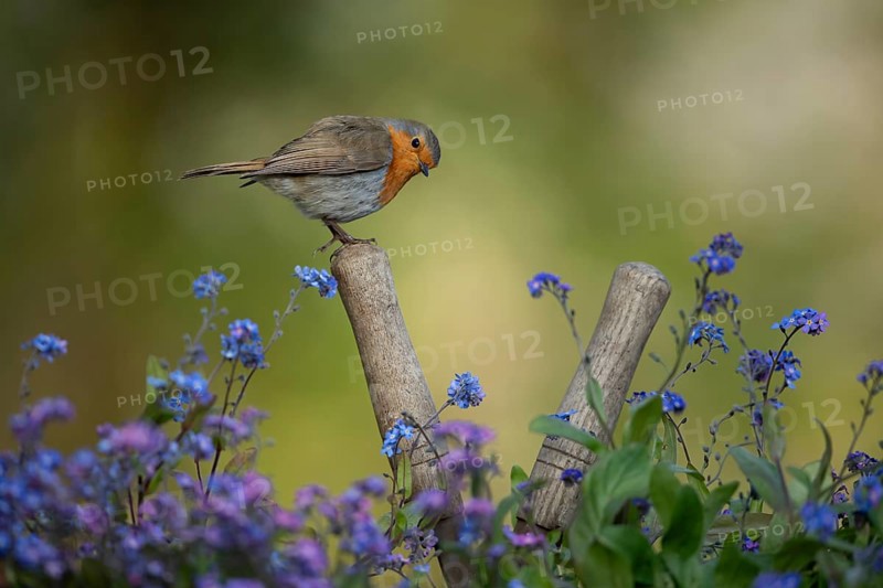 European robin (Erithacus rubecula) adult garden bird on shears handle in spring, England, United Kingdom