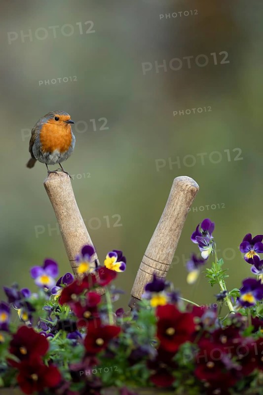 European robin (Erithacus rubecula) adult garden bird on shears handle in spring, England, United Kingdom