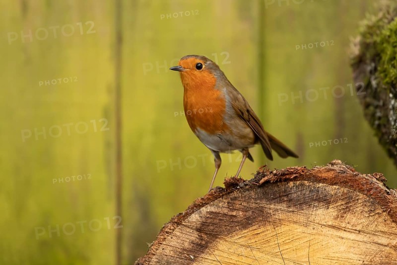 European robin (Erithacus rubecula) adult garden bird on a log pile, England, United Kingdom