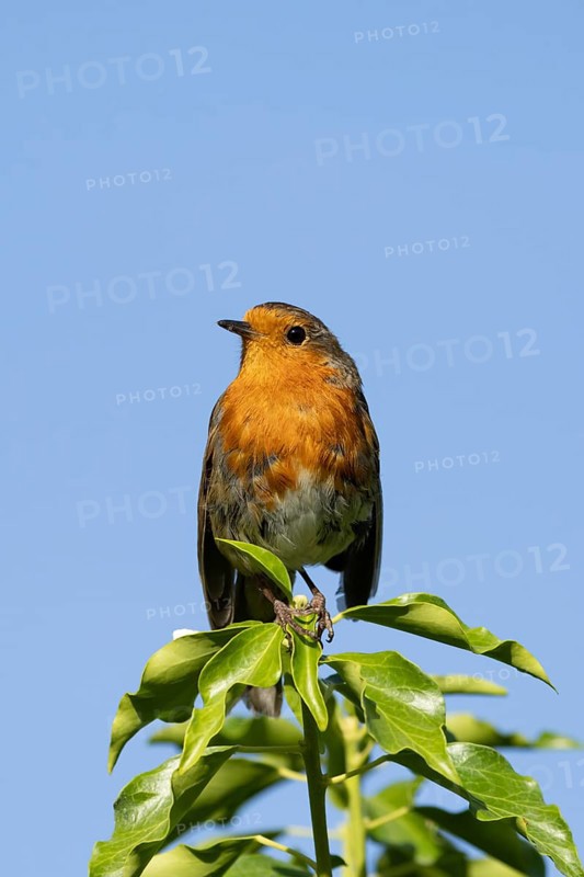 European robin (Erithacus rubecula) adult garden bird on an Ivy plant stem, England, United Kingdom