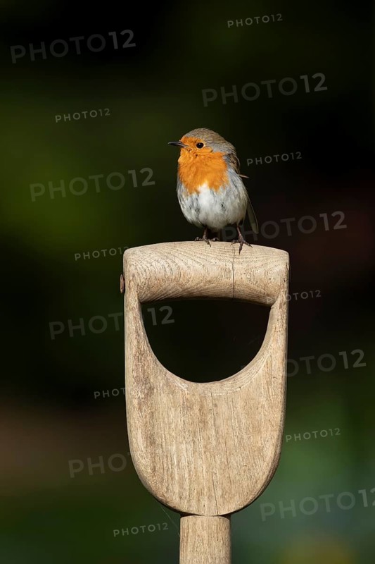 European robin (Erithacus rubecula) adult garden bird on a fork handle, England, United Kingdom
