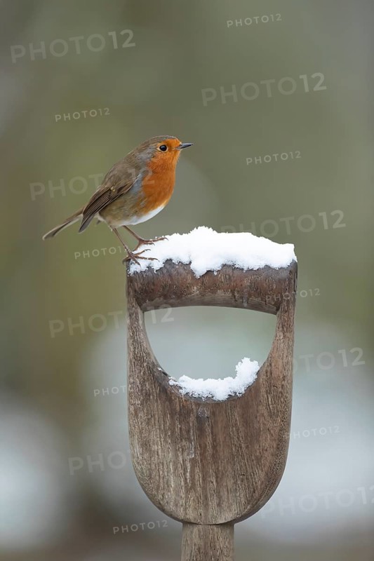 European robin (Erithacus rubecula) adult garden bird on a snow covered fork handle in winter, England, United Kingdom