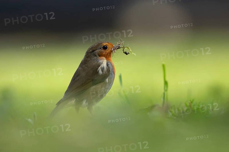 European robin (Erithacus rubecula) adult garden bird on a grass lawn with nest material in its beak in spring, England, United Kingdom