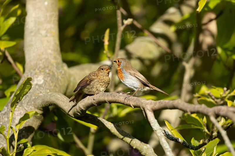 European robin (Erithacus rubecula) adult garden parent bird and a juvenile baby bird on a tree branch in spring, England, United Kingdom