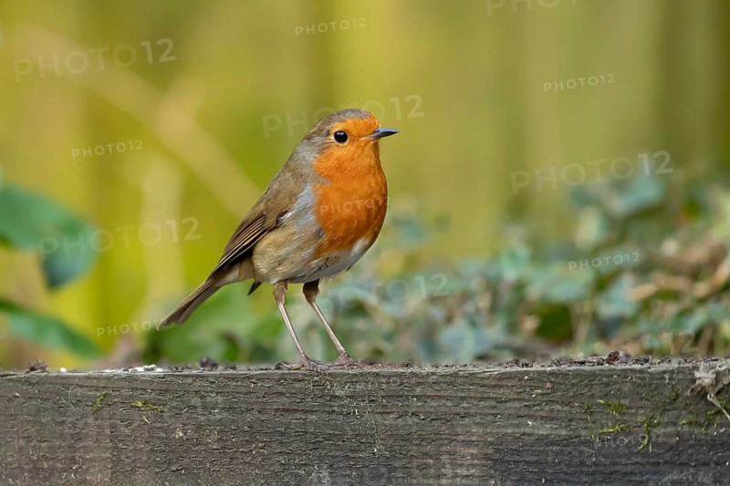 European robin (Erithacus rubecula) adult garden bird on a wooden sleeper, England, United Kingdom