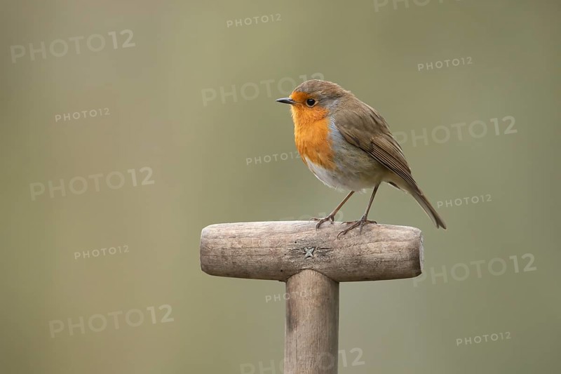 European robin (Erithacus rubecula) adult garden bird on a fork handle, England, United Kingdom