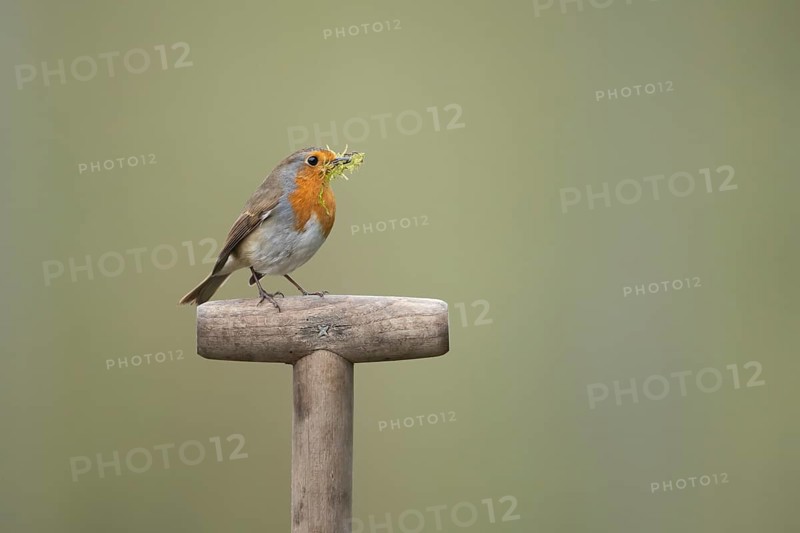 European robin (Erithacus rubecula) adult garden bird on a fork handle with nest material in its beak, England, United Kingdom