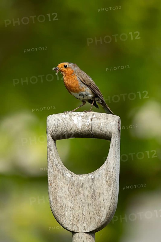 European robin (Erithacus rubecula) adult garden bird on a fork handle with insects for food in its beak, England, United Kingdom