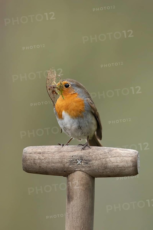 European robin (Erithacus rubecula) adult garden bird on a fork handle with nest material in its beak in spring, England, United Kingdom