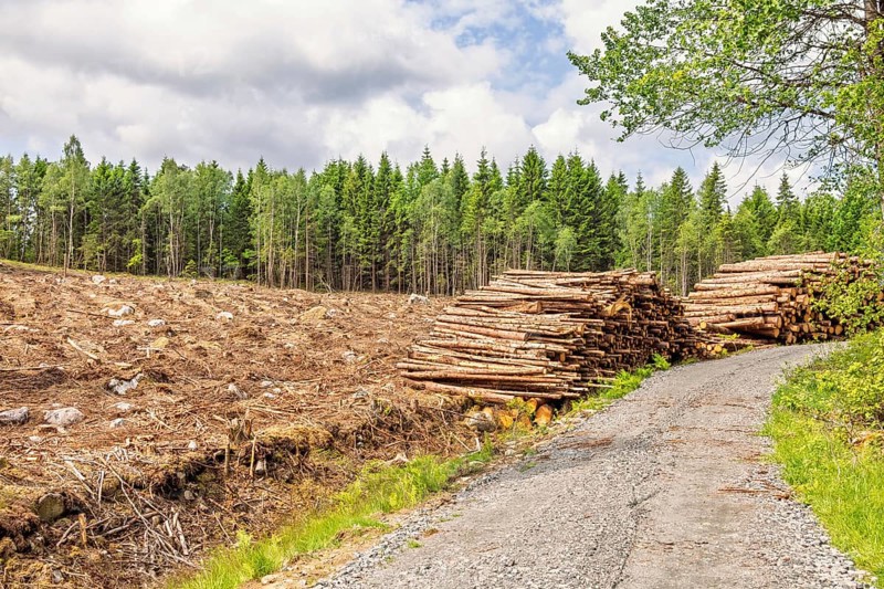 Dirt road in a forest at a clearcutting with timber piles at the roadside in the summer