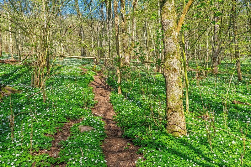 Nature footpath in a deciduous forest with flowering wood anemones (Anemone nemorosa) a beautiful sunny spring day