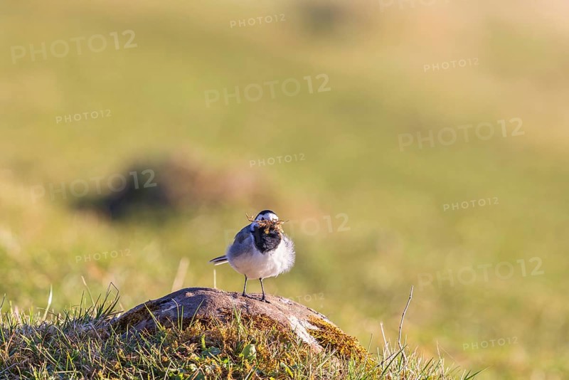 White wagtail (Motacilla alba) with nest material in its beak sitting on a stone in a meadow at spring