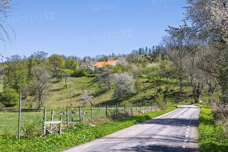Country road in a lush spring landscape with cherry blossoms and a house on a hill in the Swedish countryside, Sweden