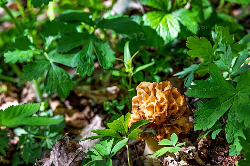 Morel (Morchella conica) an edible mushroom growing on the forest floor amog lush green plants at springtime