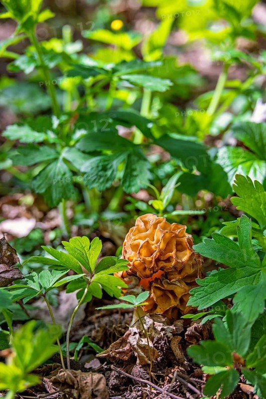 Morel (Morchella conica) an edible mushroom growing on the forest floor amog lush green plants at springtime