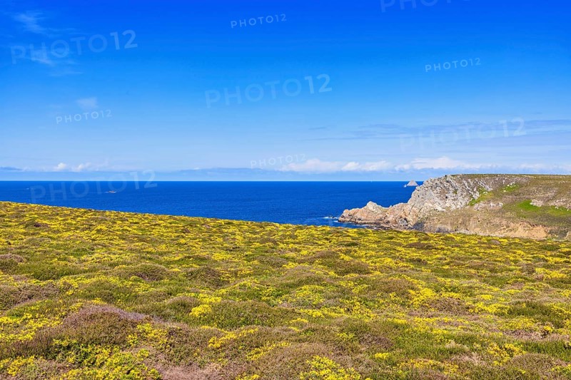 Flowering meadow and a scenics view to the horizon on the sea a sunny summer day, Crozon peninsula, Bretagne, France