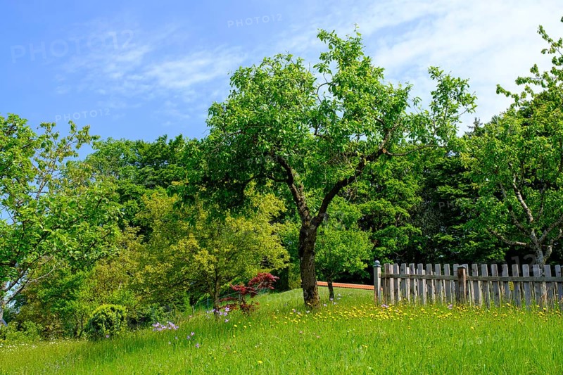 Obstgarten an der Seiser Alm, Seiserhof, bei Bernau über dem Chiemsee, Chiemgau, Upper Bavaria, Bavaria, Germany