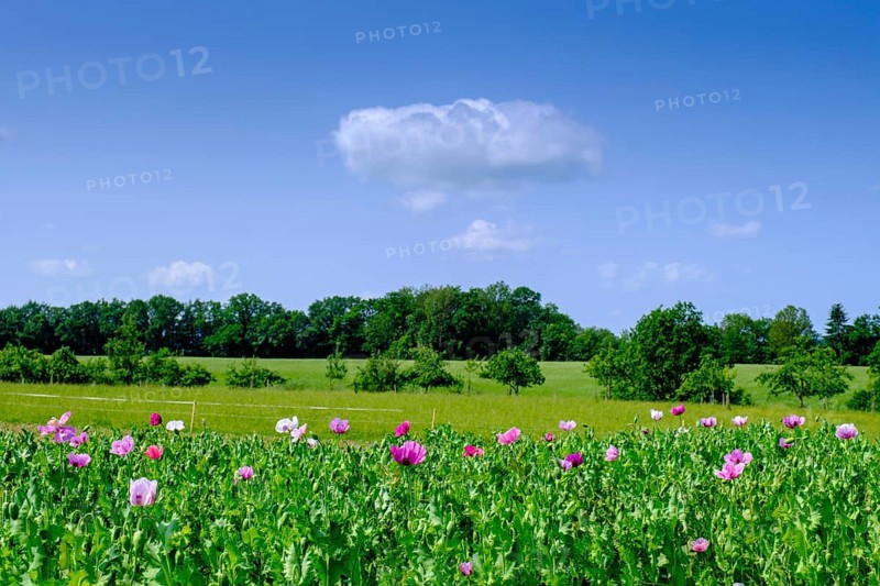 Poppy field near Rot an der Rot, Mönchsrot, Upper Swabia, Baden-Württemberg, Germany