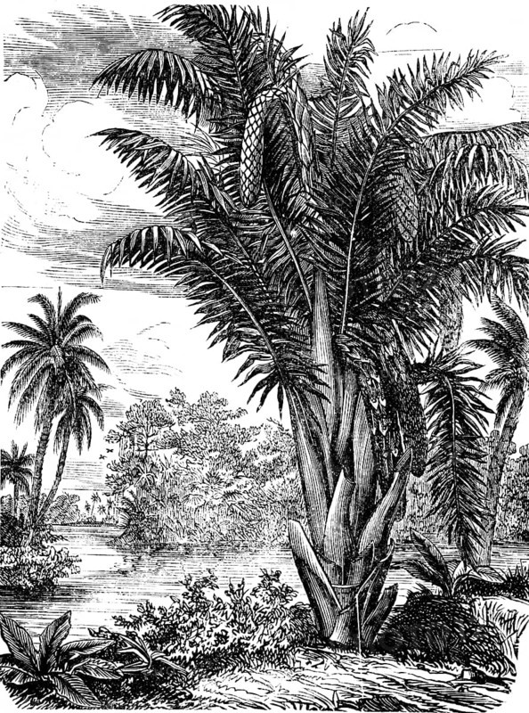 Vine palm, Raphia, palm family (Arecaceae), occurrence in humid, tropical Africa, stemless, tree-like, humidity, water, shore, natural landscape, botany, tree, plant, wonders of the earth, biology, geography, historical illustration 1863
