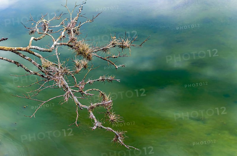 Tree branches covered in parasitic plants floating on the waters of a lake, Minas Gerais, Brazil