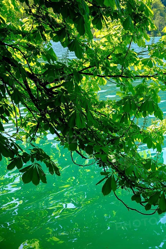 Chestnuts on the water, shades of green, Bled, Lake Bled, Slovenia