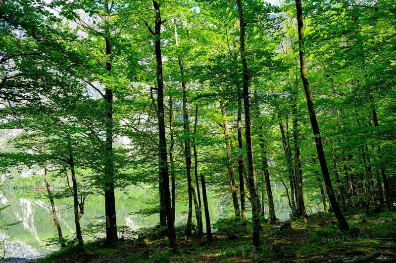 Forest on Lake Bohinj, Lake Wochein, Bohinj, Upper Carniola, Slovenia