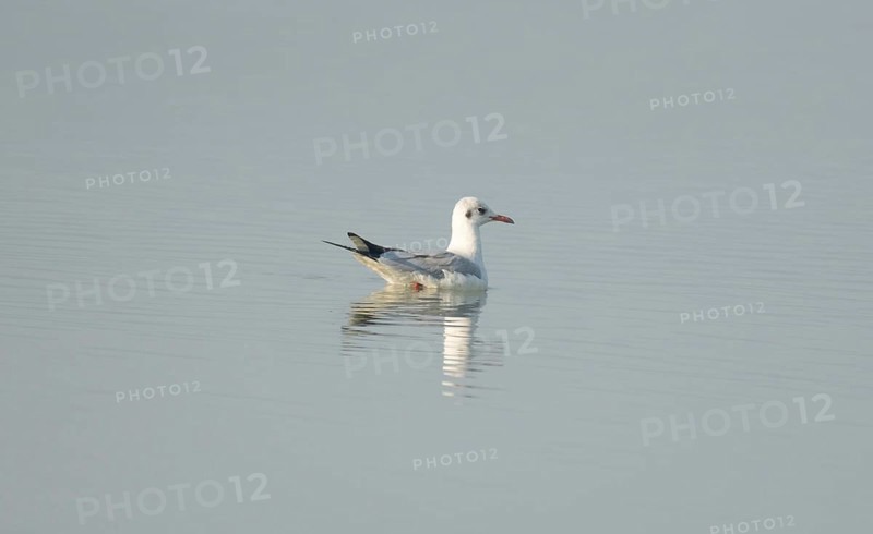 A black-headed gull (Chroicocephalus ridibundus) in the water, Sreepur, Gazipur, Bangladesh