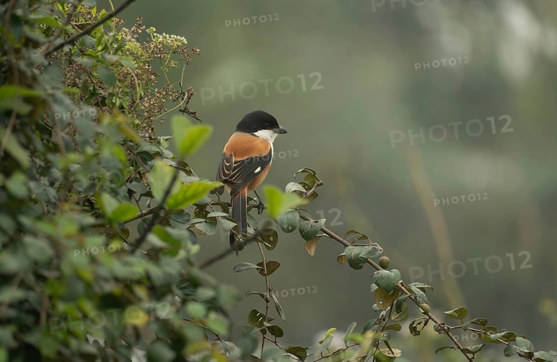 A long-tailed shrike or rufous-backed shrike (Lanius schach) on a tree branch, Sreepur, Gazipur, Bangladesh