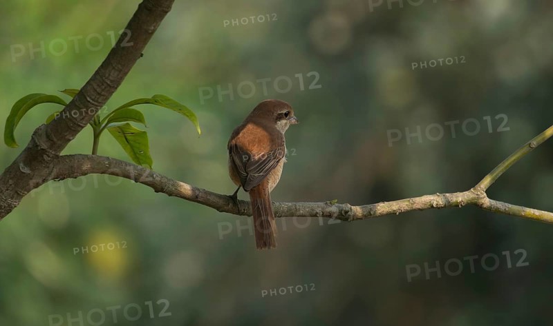 A Brown Shrike (Lanius cristatus), Sreepur, Gazipur, Bangladesh
