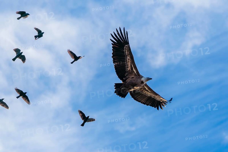Crowded sky. A griffon vulture (Gyps fulvus) flies accompanied by a flock of jackdaws (Coloeus monedula) on a sunny day against a blue sky. Austria