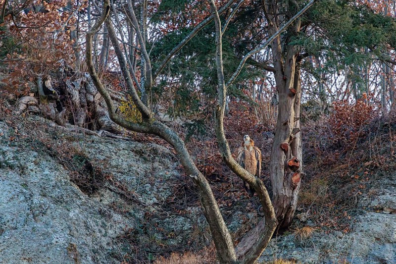 A griffon vulture (Gyps fulvus) rest high up in tree. A rockwall behind him. Austria