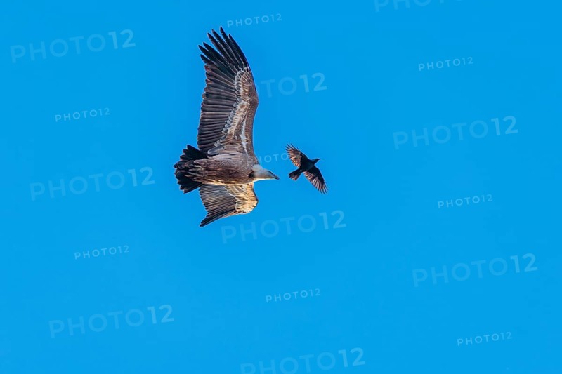 Crowded sky. A griffon vulture (Gyps fulvus) flies accompanied by a jackdaw (Coloeus monedula) on a sunny day against a blue sky. Austria