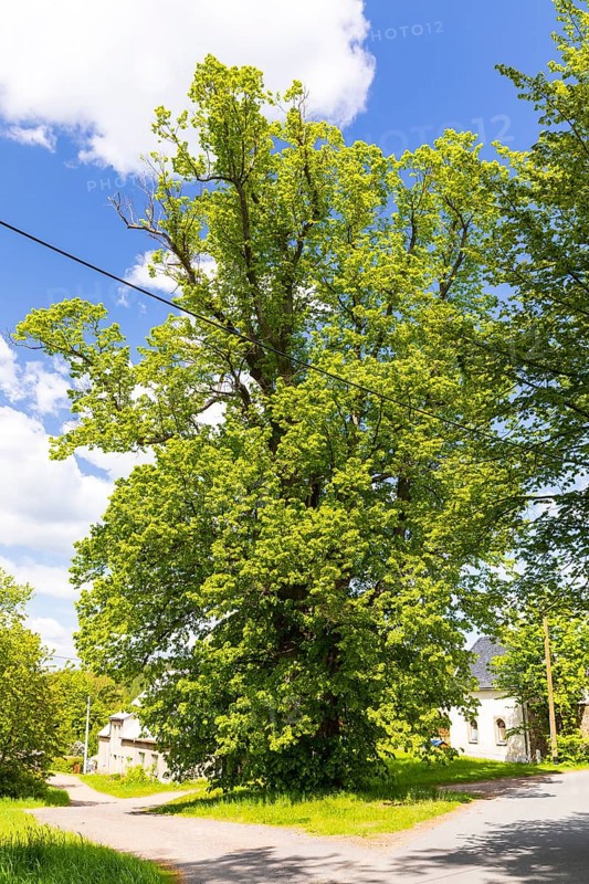 Old, solitary lime tree (Tilia) near the castle in Bärenstein, Altenberg, Osterzgebirge, Saxony, Germany