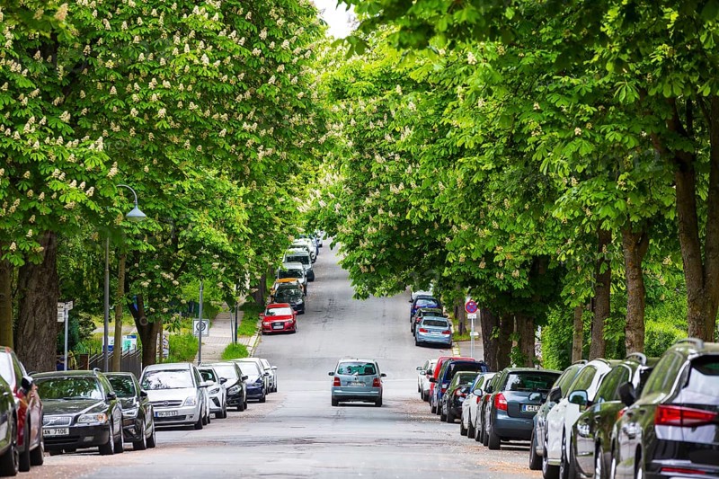 Blooming chestnut alley on the Kassberg in Chemnitz, Saxony, Germany