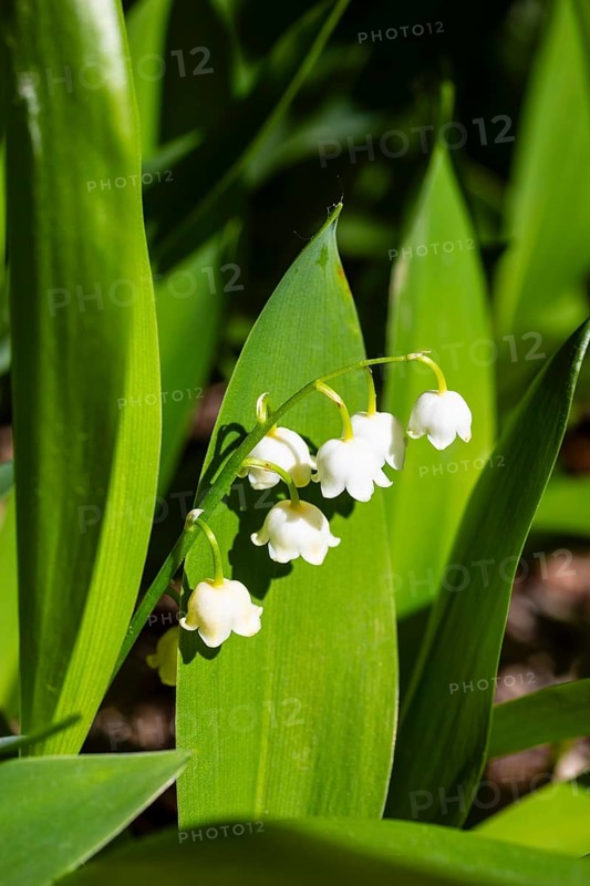 Lily of the valley (Convallaria majalis) in bloom, Saxony, Germany