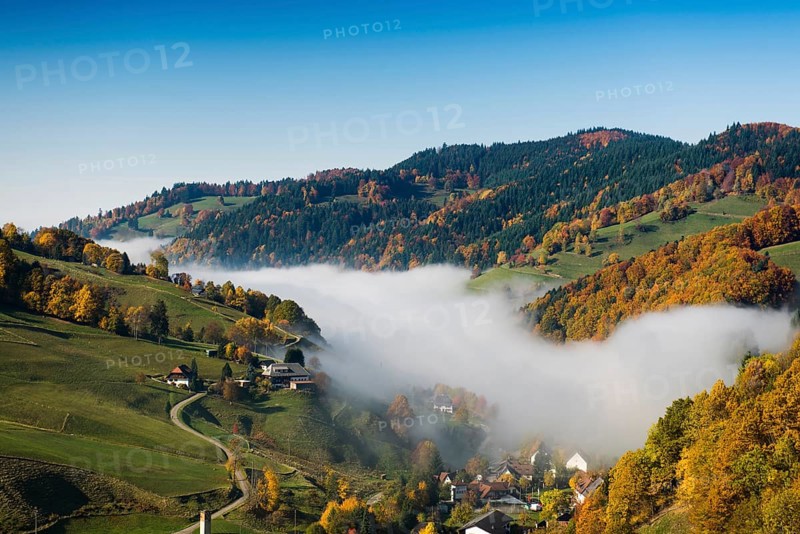 Autumn-colored forest, Münstertal, Black Forest, Baden-Württemberg, Germany