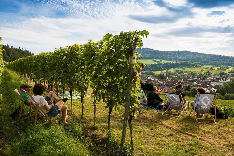 Wine tasting in the vineyards, Freiburg im Breisgau, Black Forest, Baden-Württemberg, Germany