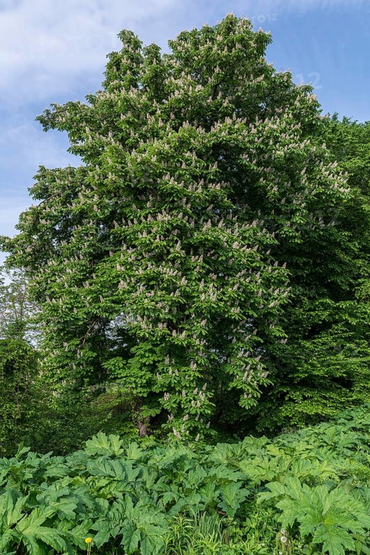 Flowering horse chestnut (Aesculus hippocastanum), Ternopillja, former thorn field, Ukraine