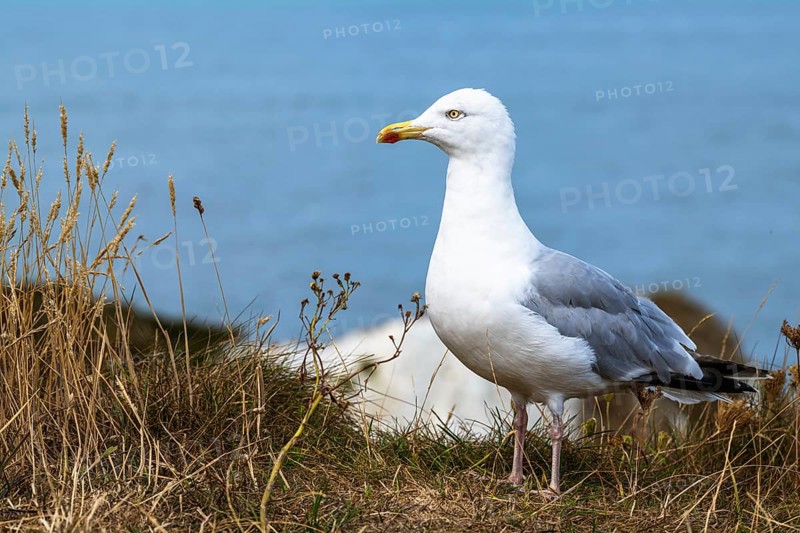 Herring Gull, Sea Gull, Gulls on Dorset cliff, England, United Kingdom