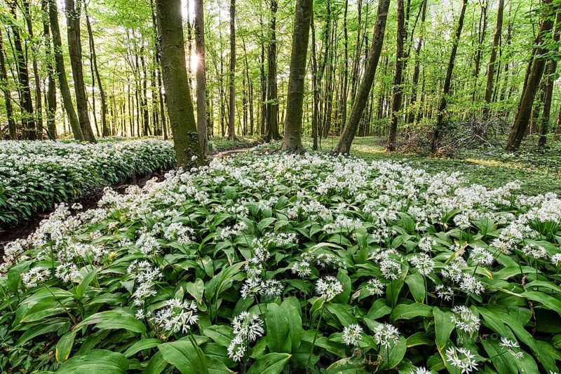 Lush forest with white wild garlic flowers (Allium ursinum), in the Bagno Forest, Münsterland, Steinfurt, North Rhine-Westphalia, Germany