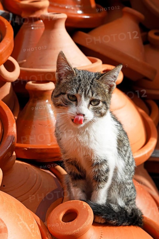 Young cat sitting on a mountain of tagines, traditional clay cooking vessels, at a sales stand in the old town, Medina, Marrakech, Morocco