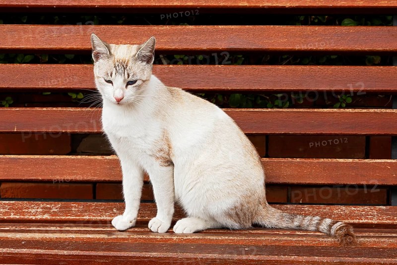 Cat sitting on a park bench, Marrakech, Morocco