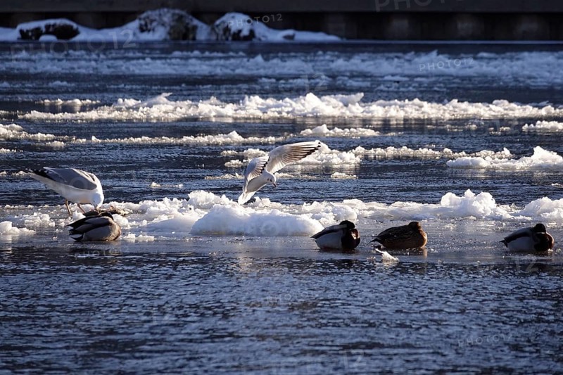 Elbe with ice floes, seagull and ducks, winter, Dresden, Saxony, Germany