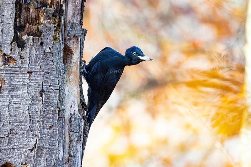 Black woodpecker (Dryocopus martius) female Germany
