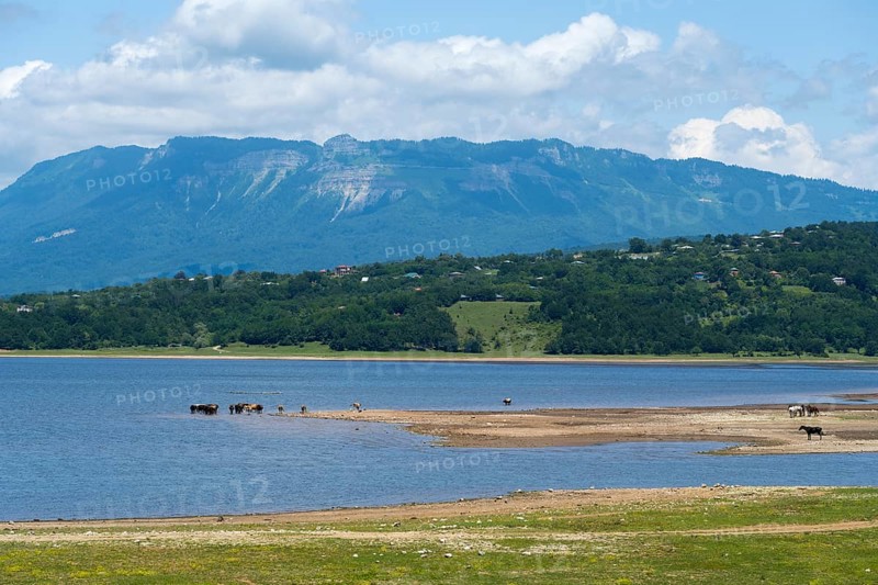 Landscape with lake, grazing animals and mountains in the background under blue sky, Tqibuli Reservoir, Imereti Region, Georgia
