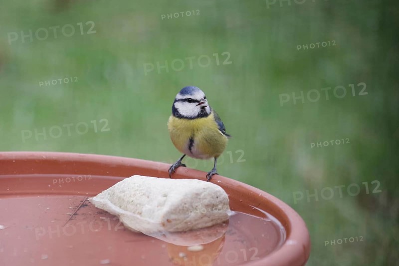 Blue tit (Cyanistes caeruleus), water, drink, thirst, winter, cute, Even in winter, birds need fresh water