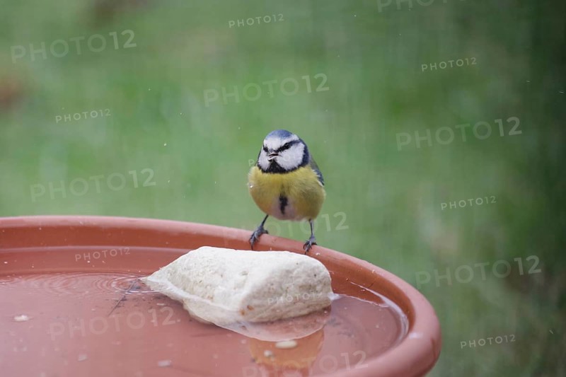 Blue tit (Cyanistes caeruleus), water, drinking, thirst, winter, water droplets