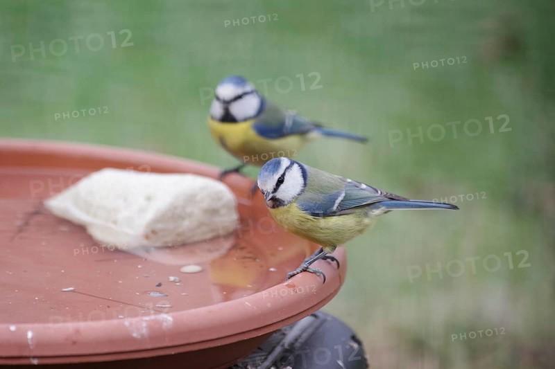 Blue tit (Cyanistes caeruleus), water, drink, thirst, two, winter, Two tits are happy about fresh water in the garden